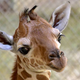 Via the Maryland Zoo.